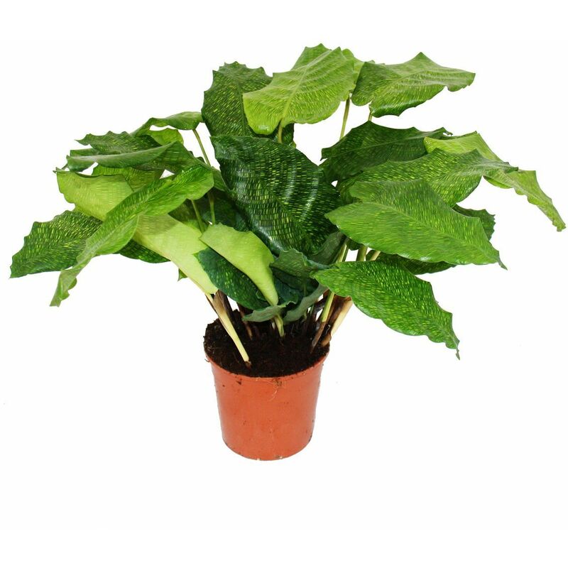 Exotenherz - Plante d'ombre avec un motif de feuilles inhabituel - Calathea musaica Network - pot de 14 cm - hauteur 40 cm environ