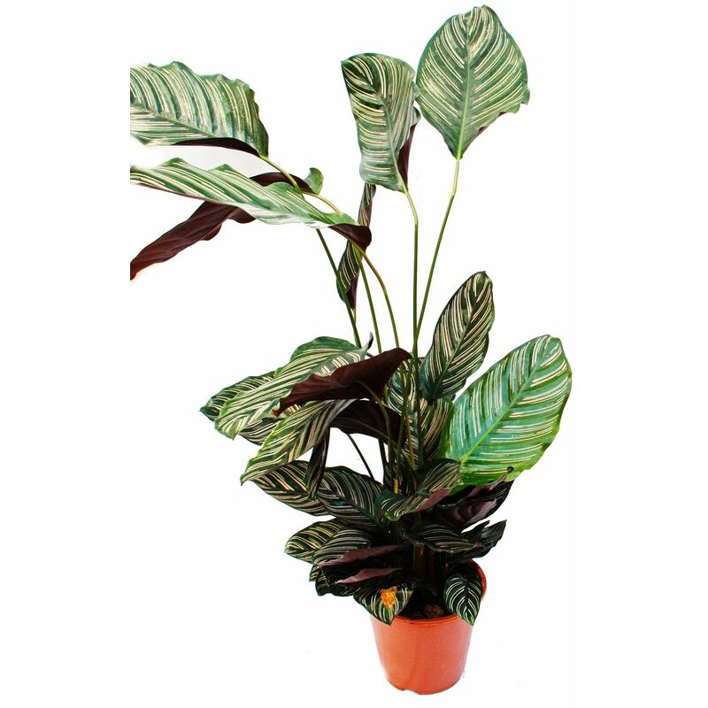 Plante d'ombre xxl avec un motif de feuilles inhabituel - Calathea ornata - pot de 19 cm - environ 70-90 cm de haut