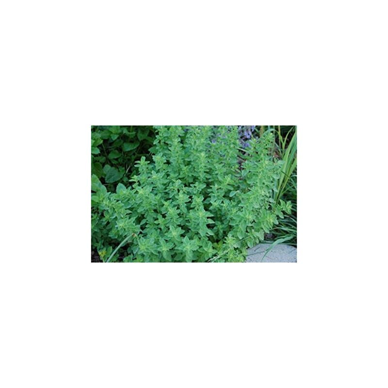 Vivaio Garden Forest - plante d'origan pot 14CM plantes aromatiques