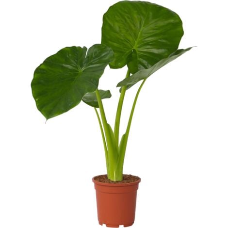 PLANT IN A BOX Plante éléphant, Alocasia 'Odora', Hauteur 55cm