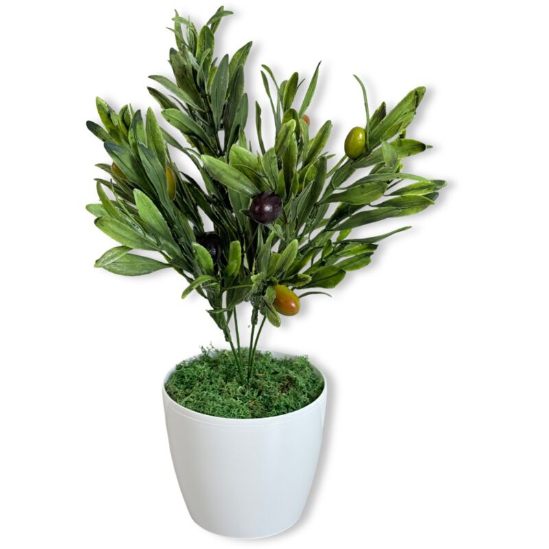 Plante en pot - Olivier avec fruit 37 cm