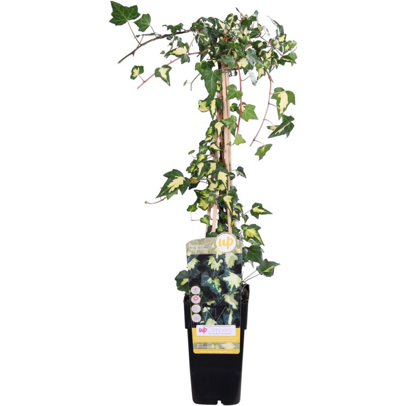 Plante grimpante (Hedera helix 'Goldheart') - Ø15cm - ↕65cm– ComfortXL Green