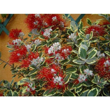 Plante Metrosideros Variegated pot 16cm