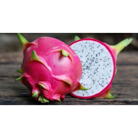 Plante Pitaya Fruit du dragon chair blanche photo réelle H 80cm bien enracinée