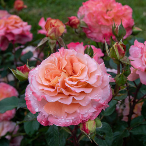 Plante Rosa Augusta Luise, photos réelles