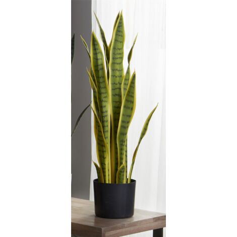 Plante Sansevieria Bicolore 75 Cms. 75 cm
