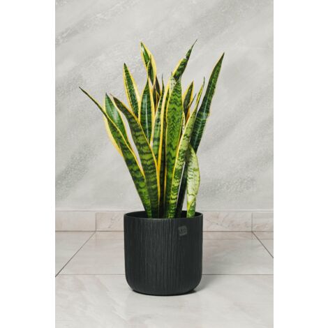 Plante Sansevieria Pot 18cm photo réelle H 60 cm