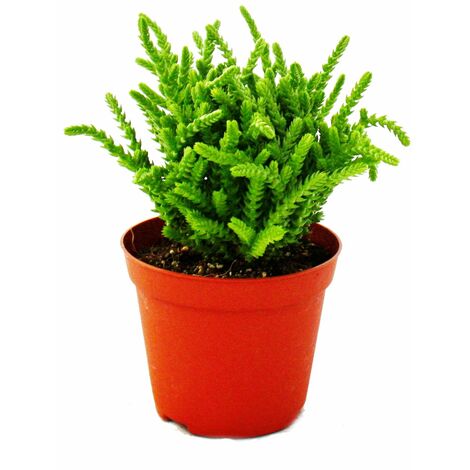 Plante succulente - Crassula lycopodioides - queue de souris - en pot de 8,5cm