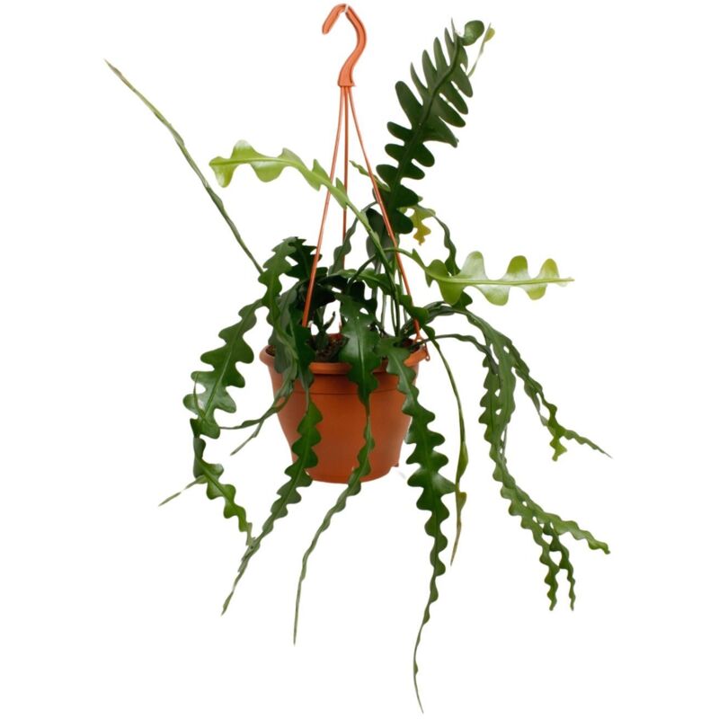Plante succulente (Epiphyllum Anguliger) - Ø17cm - ↕35cm– ComfortXL Green