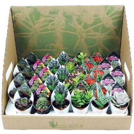 IPERBRIKO Mélange De Plantes Grasses Et Vase Succulent 5,5 Cm