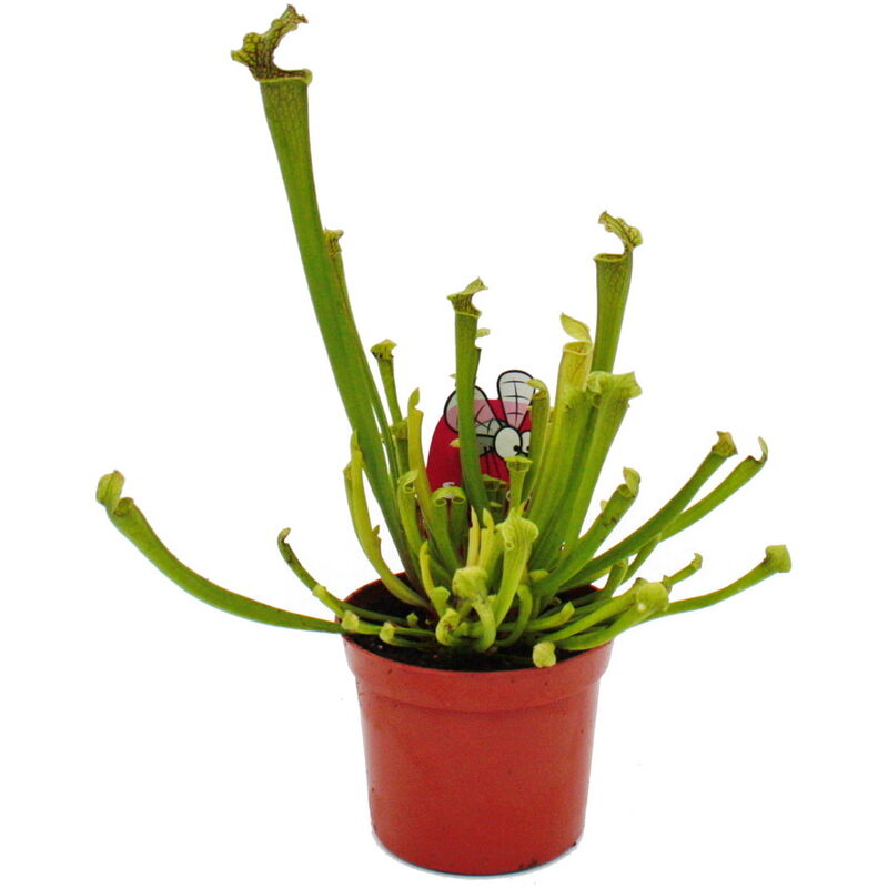 Exotenherz - Plante tubulaire - Sarracenia farnhamii - Plante carnivore - Pot 9cm