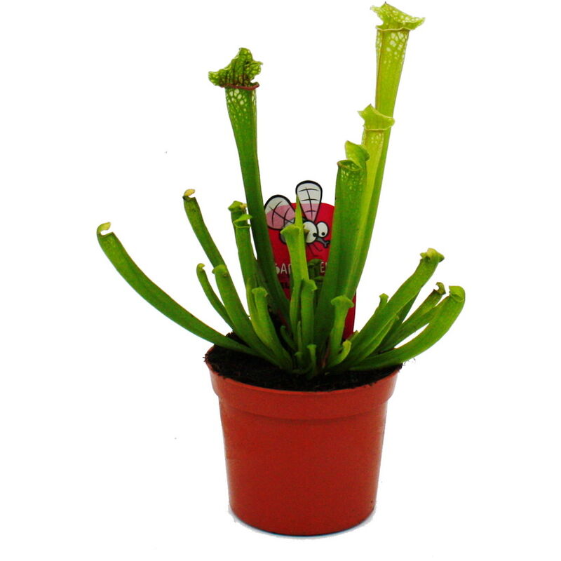 Plante tubulaire - Sarracenia leucophylla - Plante carnivore - Pot 9cm