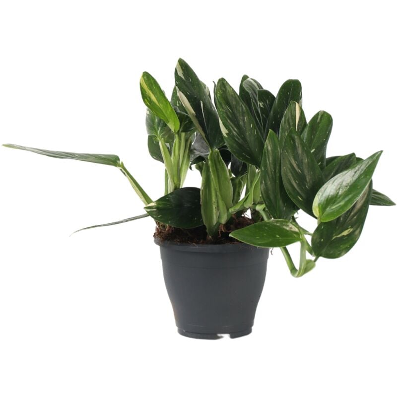 Plant In A Box - Plante verte - Philodendron Cobra - Hauteur 55-65cm - ⌀19cm
