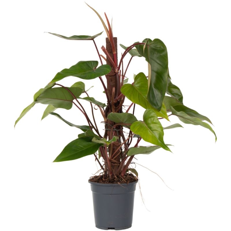 Plant In A Box - Plante verte - Philodendron Red Emerald Kratiste - Hauteur 70-80cm - ⌀19cm