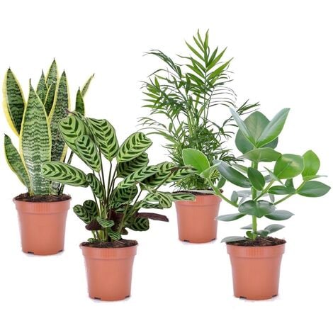 PLANT IN A BOX Plantes d'intérieur 'Easy Care' - Set de 4 - Pot 12cm - Hauteur 25-40cm