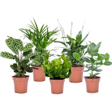 PLANT IN A BOX Plantes d'intérieur purificatrices d'air - Mix de 5 - Pot 12cm - Hauteur 25-40cm