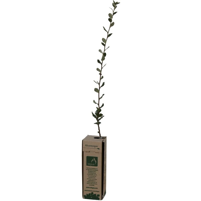 

Plantón de alcornoque 1 unidad