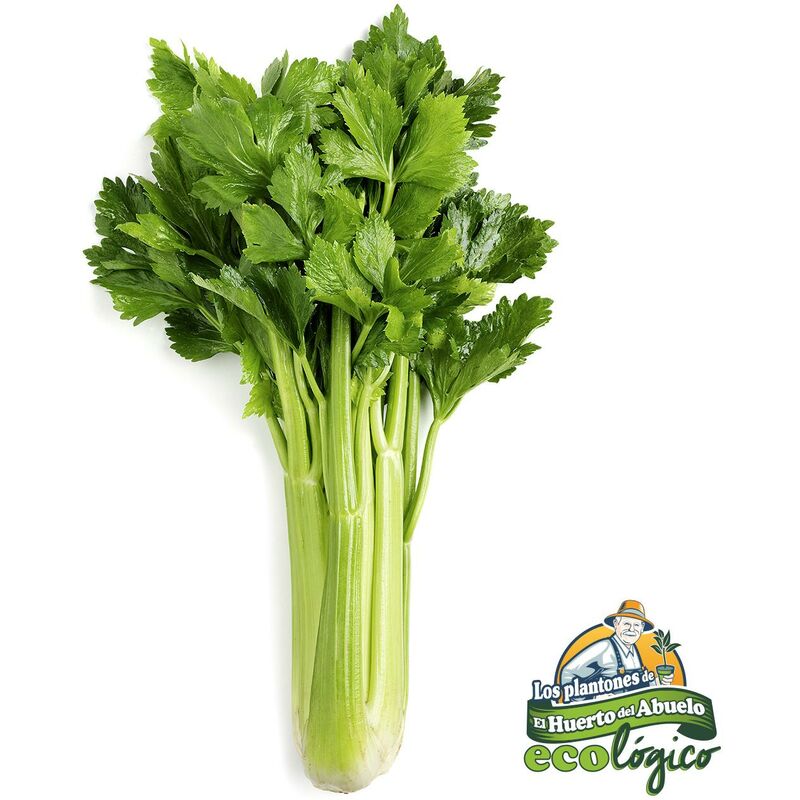 

Plantón de Apio Lleno 6 uds. Gama Tradicional