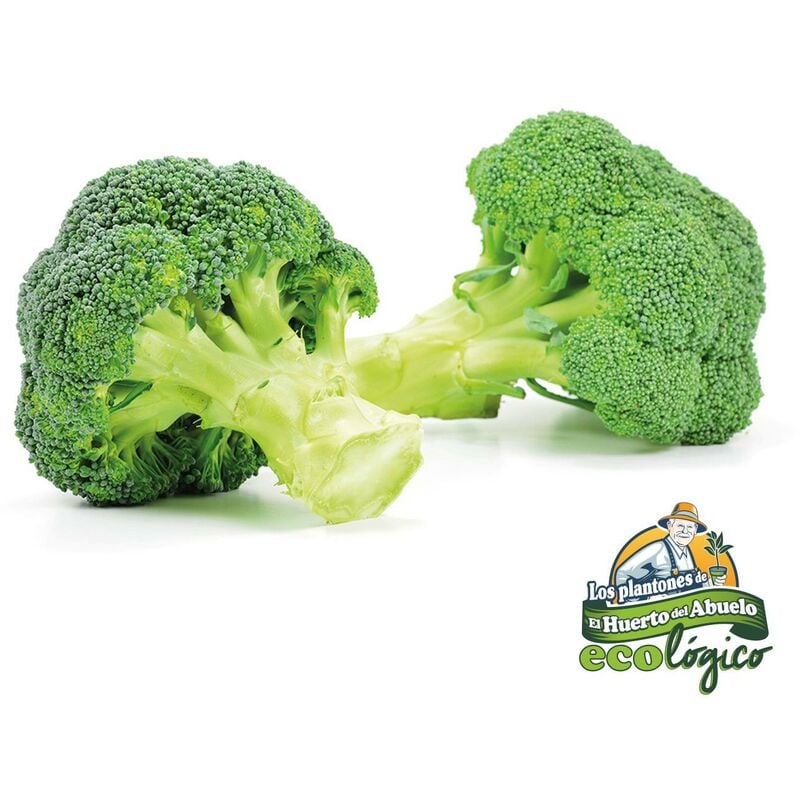 

Plantón de Brocoli Folclorica 6 uds. Gama Tradicional
