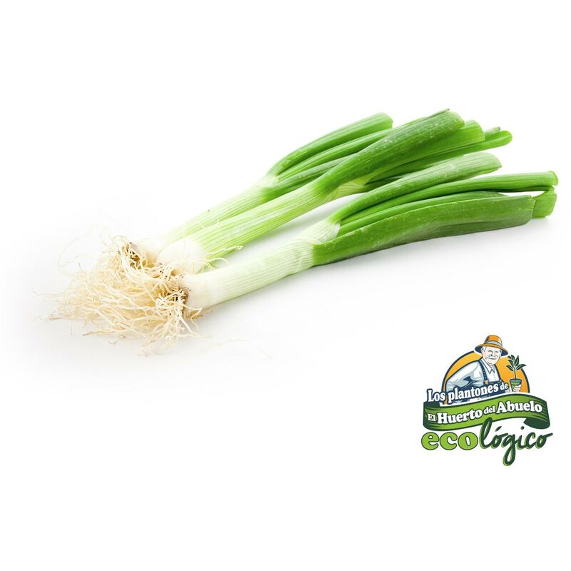 

Plantón de Cebolleta Ensalada 6 uds. Gama Tradicional.