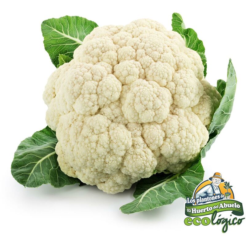 

Plantón de Coliflor Nacar 6 uds. Gama Tradicional