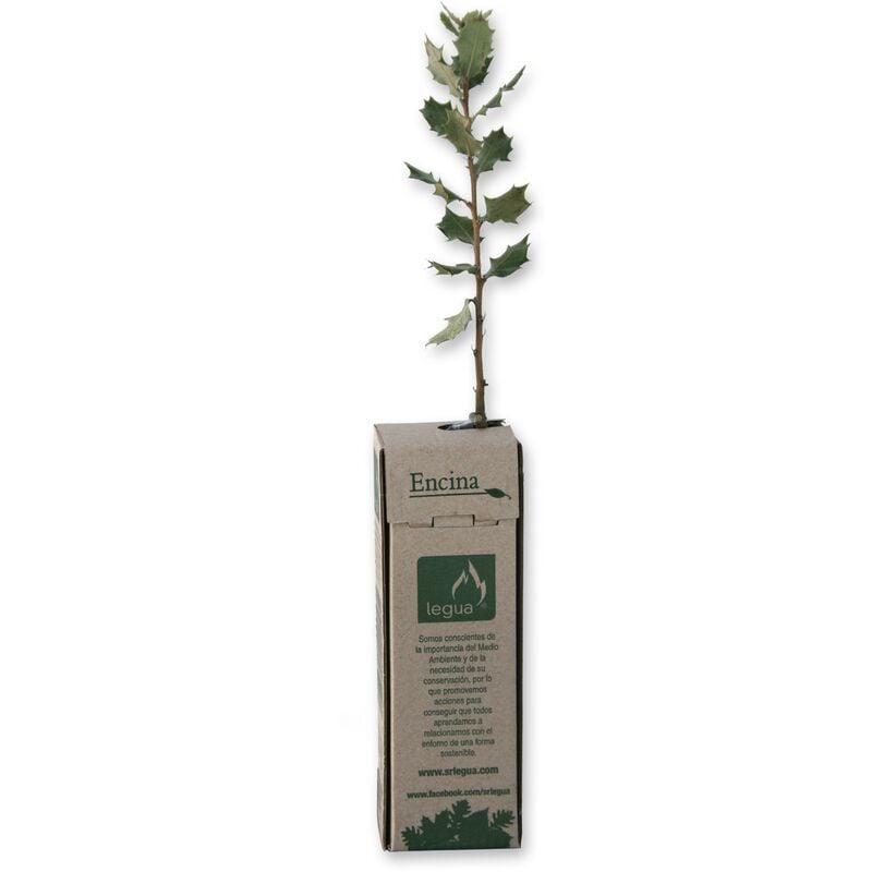 

Leñas Legua - Plantón de encina 1 unidad