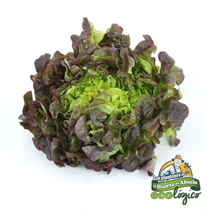 

Plantón de Lechuga Batavia Roja 6 uds. Gama Tradicional.