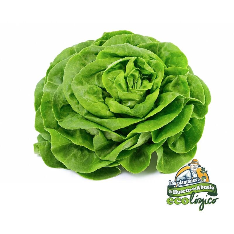 

Plantón de Lechuga Batavia Rubia 6 uds. Gama Tradicional.