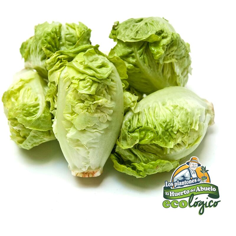 

Plantón de Lechuga Cogollos Craff 6 uds. Gama Tradicional.
