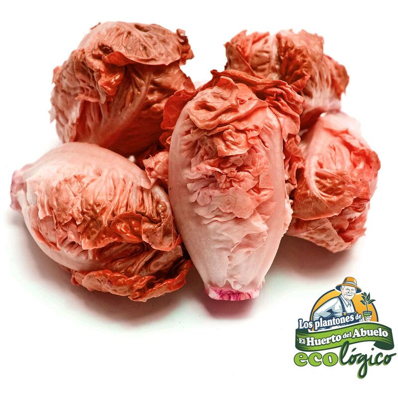 

Plantón de Lechuga Cogollos Rojos 6 uds. Gama Tradicional.