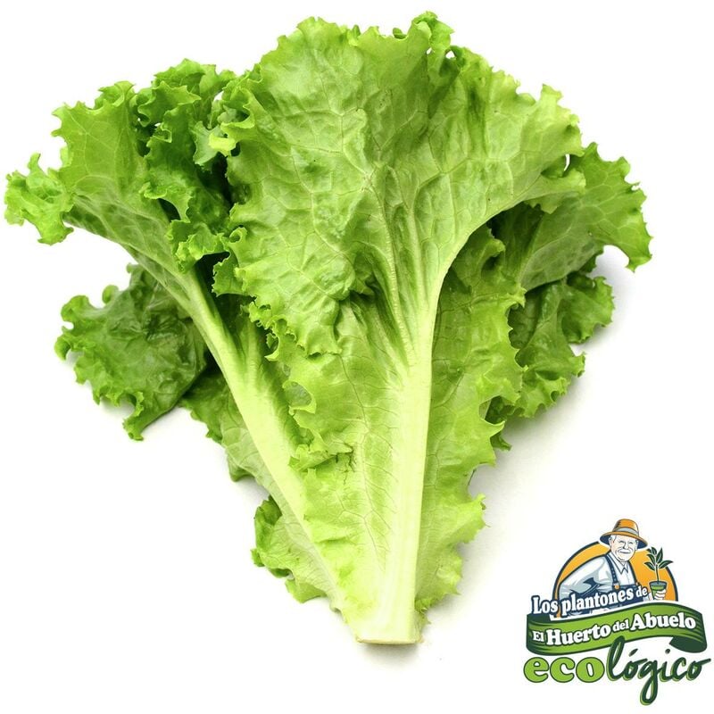 

Plantón de Lechuga Crujiente 6 uds. Gama Tradicional.