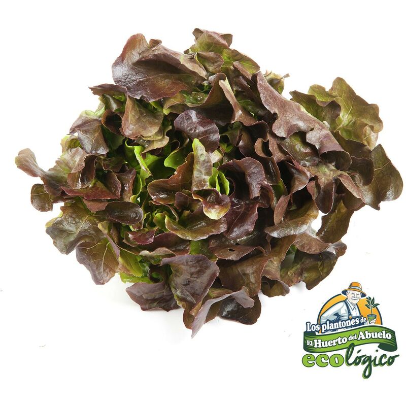 

Plantón de Lechuga Hoja de Roble 6 uds. Gama tradicional.