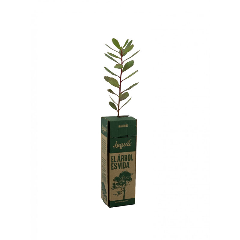 

Plantón de madroño 1 unidad