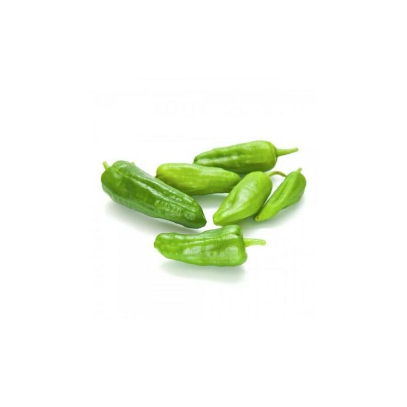 

Plantón de Pimiento Padrón 6 uds. Gama Tradicional.