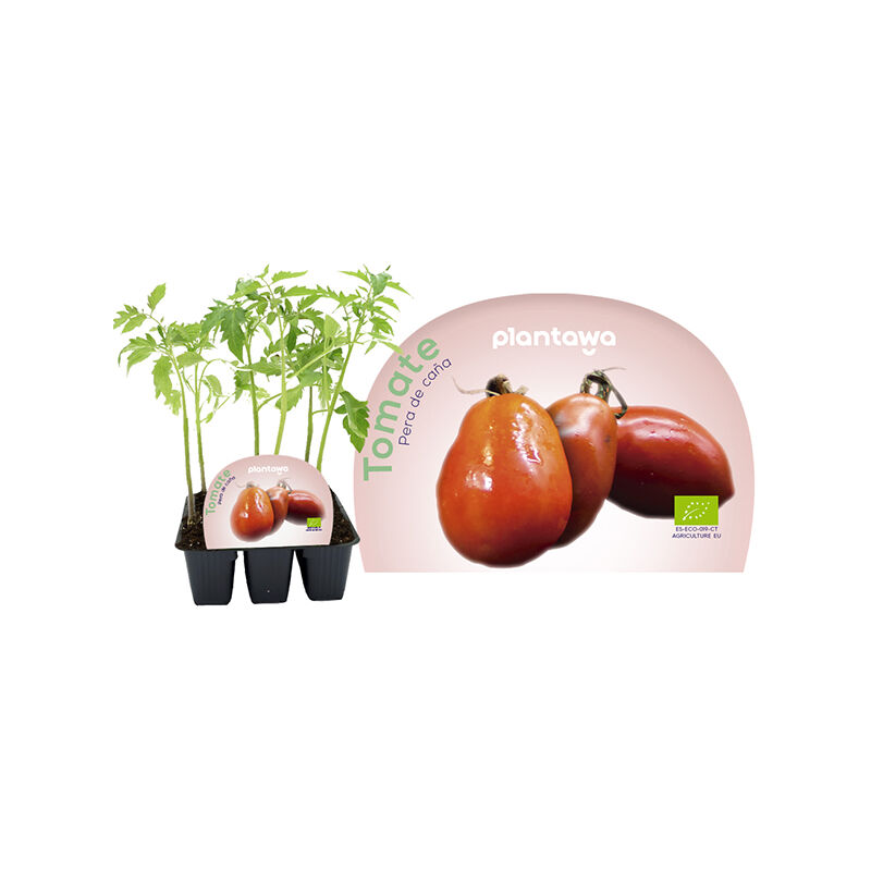 

Plantawa Plantón de Tomate Pera de Caña Unidad