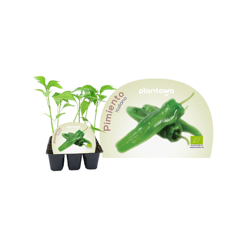 

Plantawa Plantón de Pimiento Italiano Unidad