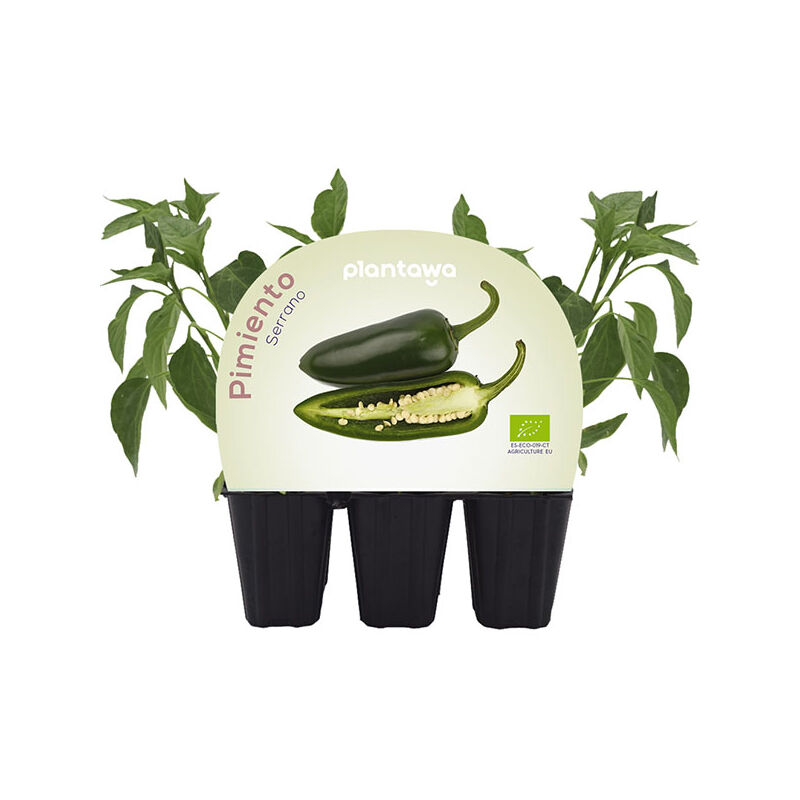 

Plantón Pimiento Serrano Picante 6 Unidades - Plantawa