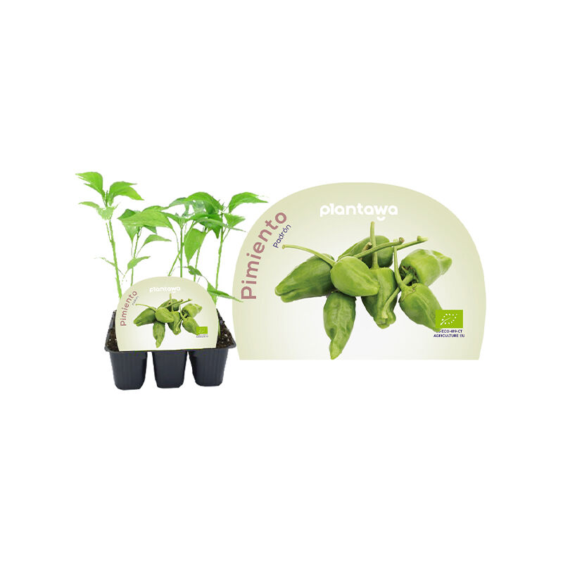

Plantawa Plantón de Pimiento de Padrón Unidad