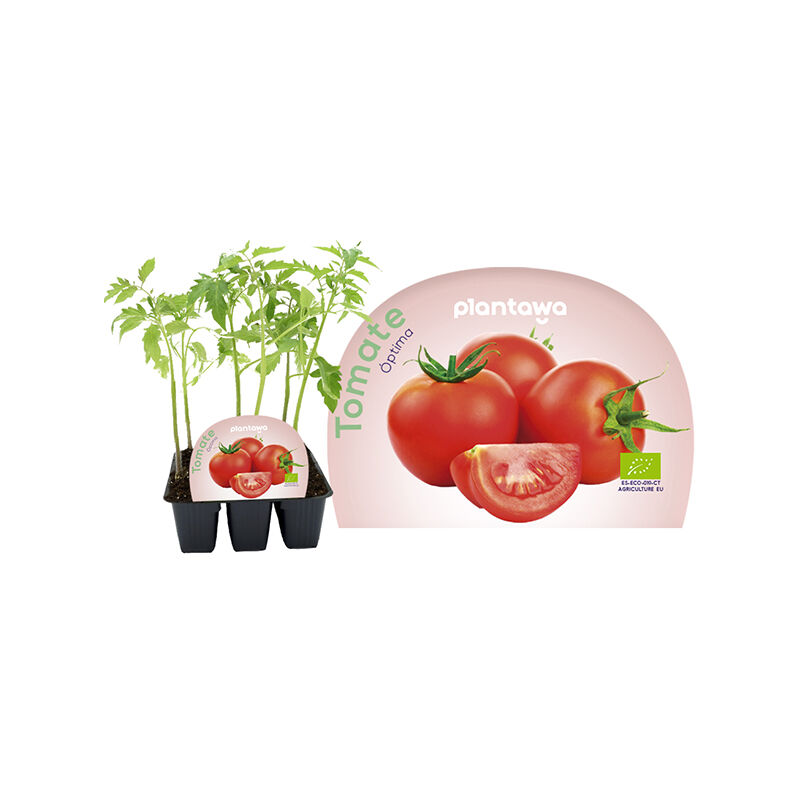 

Plantawa Plantón de Tomate Óptima Unidad
