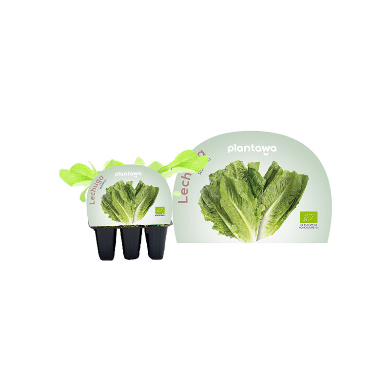 

Plantawa Plantón de Lechuga Romana Pack 6 Uds