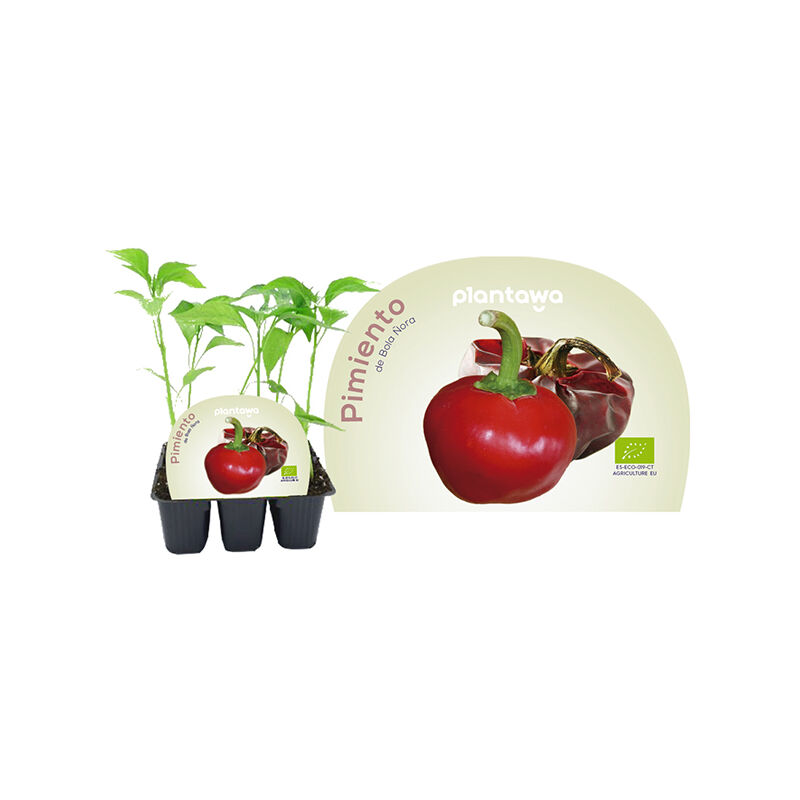 

Plantón de Pimiento de Bola (Ñora) Pack 6 Uds - Plantawa