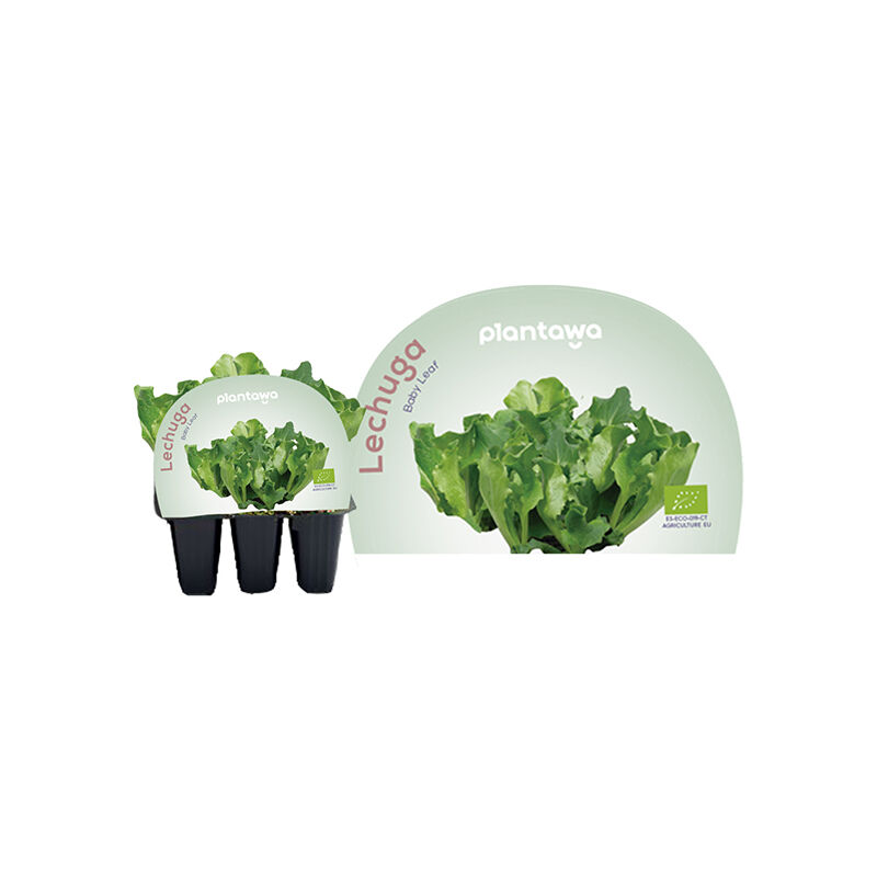 

Plantón de Lechuga Baby Leaf Pack 6 Uds - Plantawa