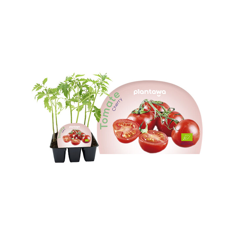 

Plantón de Tomate Cherry Pack 6 Uds - Plantawa