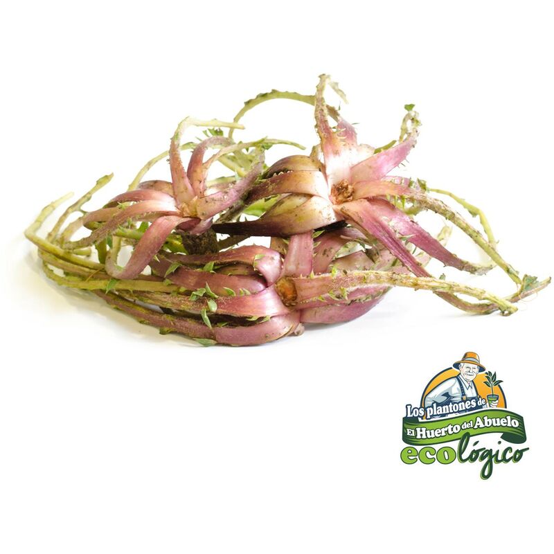 

Plantón de Tagarnina 6 uds. Gama Tradicional