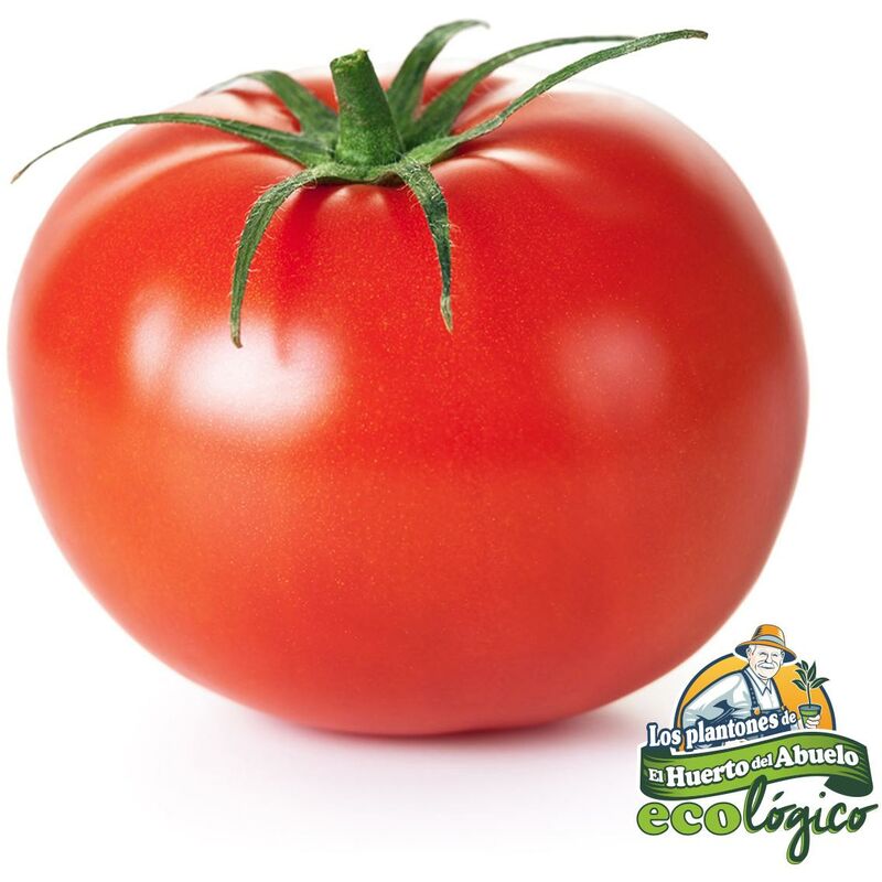 

Plantón de Tomate Caña 6 uds. Gama Tradicional