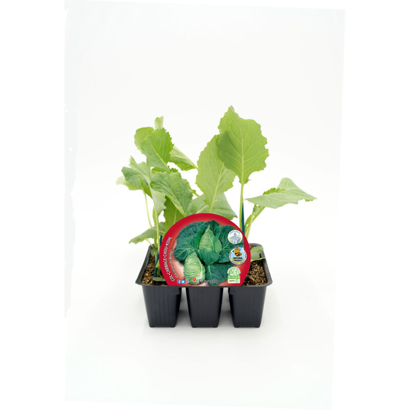 

Plantón natural de Col Corazón de Buey Pack 6 ud. 54x43mm