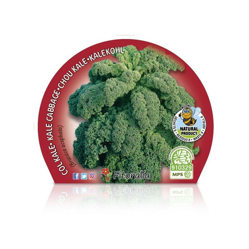 

Plantón natural de Col Kale pack 6 ud. 54x43mm