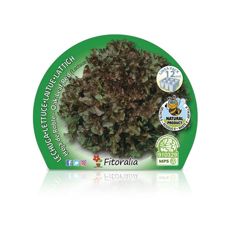 

Plantón natural de Lechuga Hoja De Roble Pack 12 ud. 34x32mm