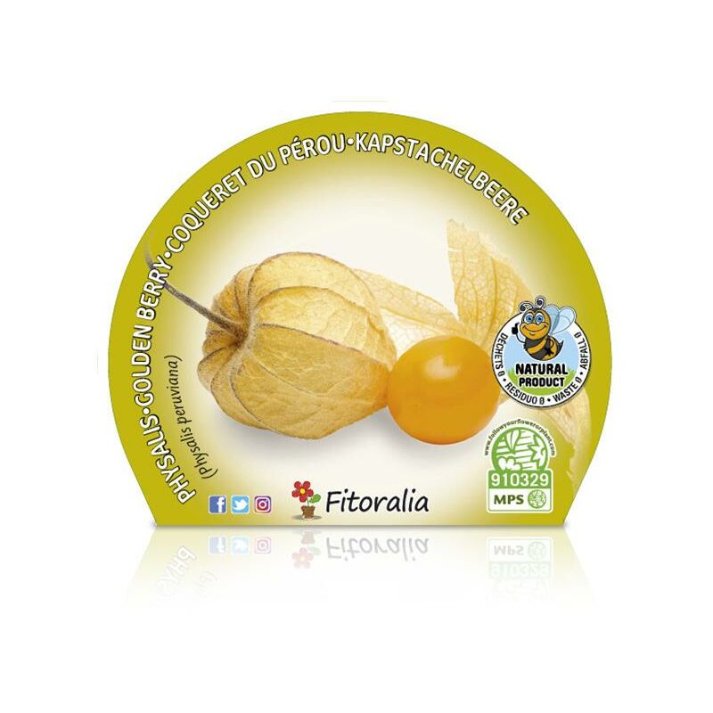 

Plantón natural de Physalis maceta 10,5 cm de diámetro