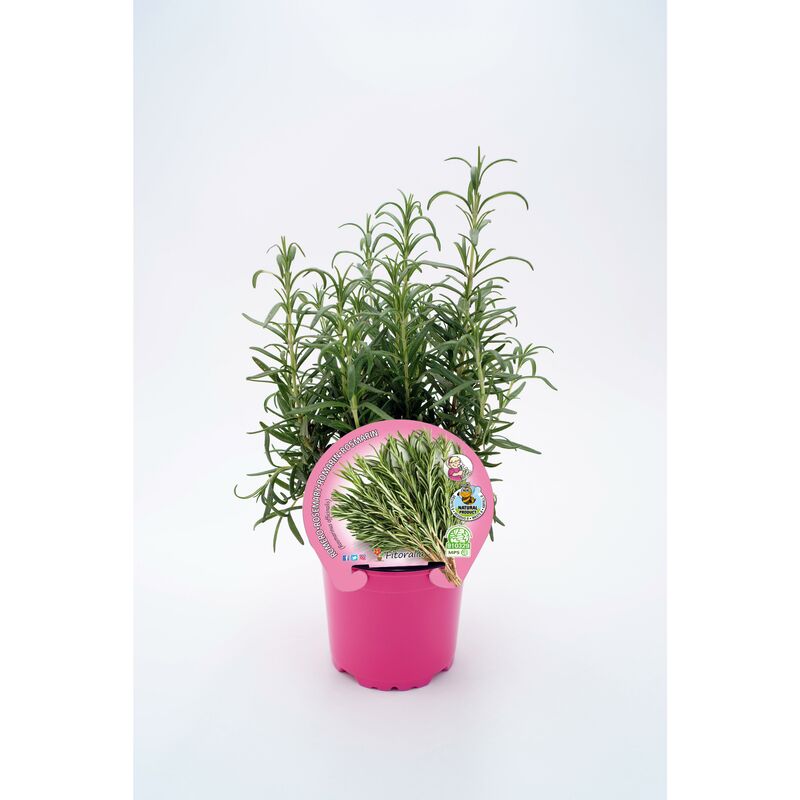 

Plantón Natural de Romero maceta 10,5 cm de diámetro